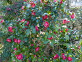 vignette Camellia japonica Bob's tinsie au 24 02 15