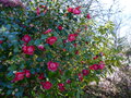 vignette Camellia japonica Bob's tinsie autre vue au 24 02 15