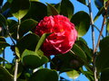vignette Camellia japonica Kramer suprme gros plan au 26 02 15
