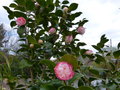 vignette Camellia japonica Margaret Davis au 24 02 15