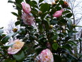 vignette Camellia japonica Margaret Davis au 26 02 15
