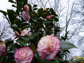vignette Camellia japonica Margaret Davis toujours magnifique au 25 02 15