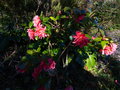 vignette Camellia japonica Mark Alan aux grosses fleurs bourrifes au 24 02 15