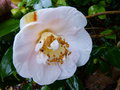 vignette Camellia japonica Mrs D.W.Davis gros plan de sa grande fleur au 25 02 15