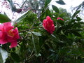 vignette Camellia reticulata Captain Rawes aux trs grandes fleurs au 26 02 15