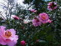 vignette Camellia williamsii Mary phoebe Taylor gros plan au 26 02 15