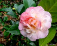 vignette Camélia ' MARY J. WHEELER ' camellia japonica