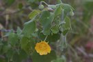 vignette Abutilon austro-africanus