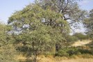 vignette Acacia erioloba