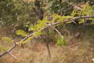 vignette Acacia erioloba