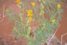 vignette Crotalaria damarensis-