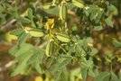 vignette Crotalaria damarensis