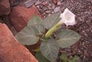 vignette Datura innoxia