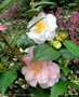 vignette Camélia ' VIRGINIA ROBINSON ' camellia japonica