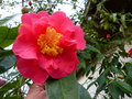 vignette Camellia Francie L aux très grosses fleurs au 02 03 15