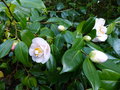 vignette Camellia japonica Mrs D.W.Davis aux boutons normes au 02 03 15