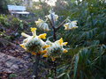 vignette Edgeworthia chrysantha qui ouvre ses fleurs parfumées au 27 02 15