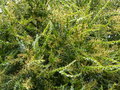 vignette Acacia pravissima qui dbute sa floraison gros plan au 03 03 15