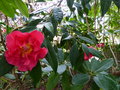 vignette Camellia reticulata Captain Rawes aux très grandes fleurs au 03 03 15