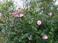 vignette Camellia williamsii Mary phoebe Taylor au 03 03 15