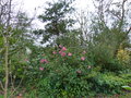 vignette Camellias en compagnie autre vue au 03 03 15