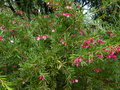 vignette Grevillea rosmarinifolia jenkinsii toujours très fleuri gros plan au 03 03 15