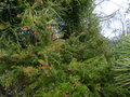 vignette Grevillea rosmarinifolia jenkinsii toujours très fleuri au 03 03 15