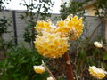 vignette Edgewortia chrysantha