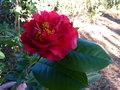 vignette Camellia Dr Clifford's park premire fleur gros plan au 05 03 15