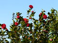 vignette Camellia japonica Kramer suprme au 05 03 15