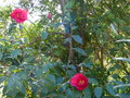 vignette Camellia reticulata Agnes de Lestaridec premires fleurs au 05 03 15