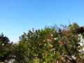 vignette Camellias en compagnie  l'ouest du jardin au 05 03 15