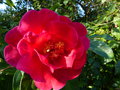 vignette Camellia reticulata Agnes de Lestaridec gros plan au 06 03 15