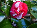 vignette Camellia japonica R.L.Wheeler variegated toujours l au 04 03 15