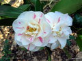 vignette Camélia ' SOUVENIR DE LA BEAUJOIRE ' camellia japonica