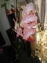 vignette Phalaenopsis rose marbr