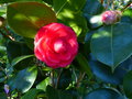 vignette Camellia japonica Margherita Coleoni premires fleurs gros plan au 07 03 15
