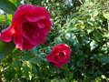vignette Camellia reticulata Agnes de Lestaridec au 07 03 15