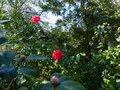 vignette Camellia reticulata Agnes de Lestaridec autre vue au 07 03 15