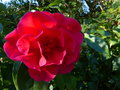 vignette Camellia reticulata Agnes de Lestaridec gros plan au 07 03 15