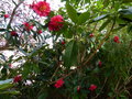 vignette Camellia reticulata Captain Rawes aux trs grandes fleurs au 08 03 15