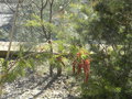 vignette Grevillea bipinnatifida