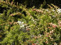 vignette Leptospermum  polygalifolium 'Cardwell'