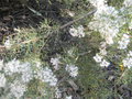 vignette Hakea lissocarpha