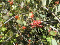 vignette Grevillea pilosa