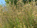 vignette Isopogon formosus