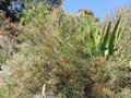 vignette Grevillea pinaster