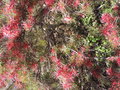 vignette Hakea purpurea