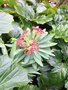 vignette Euphorbia atropurpurea