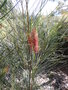 vignette Hakea bucculenta